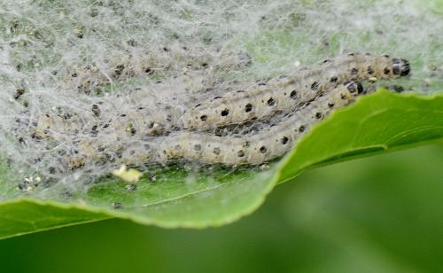 Yponomeuta sp.
